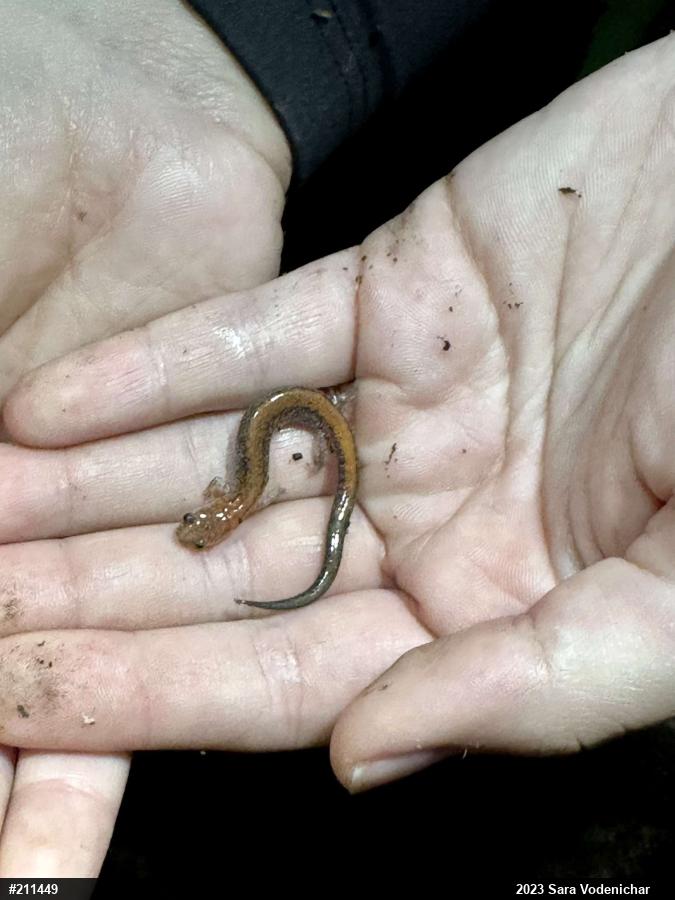 Eastern Red-backed  Salamander