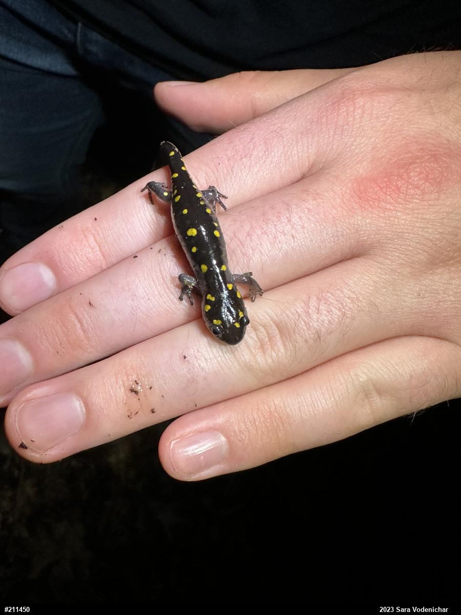 Spotted Salamander
