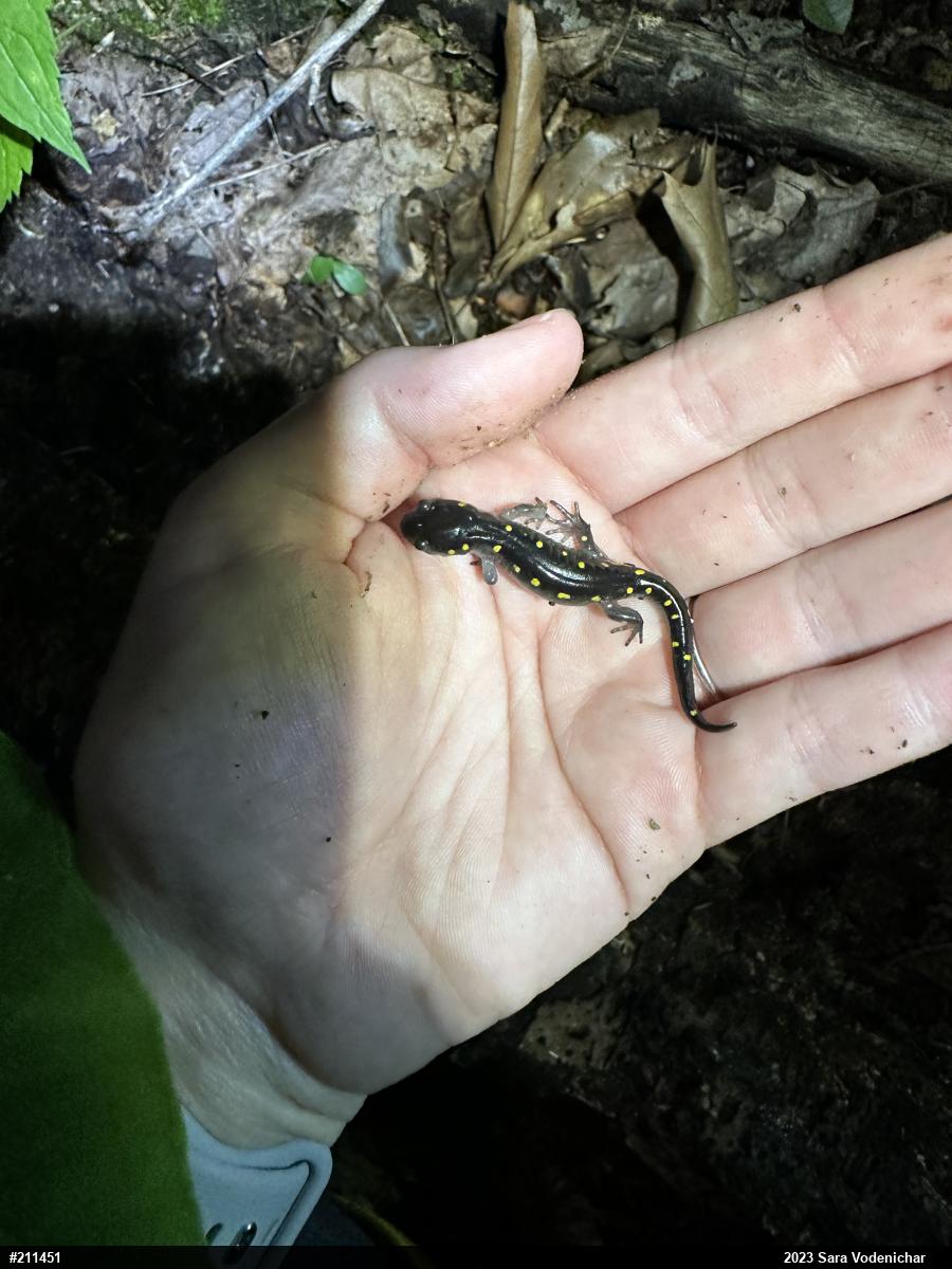 Spotted Salamander