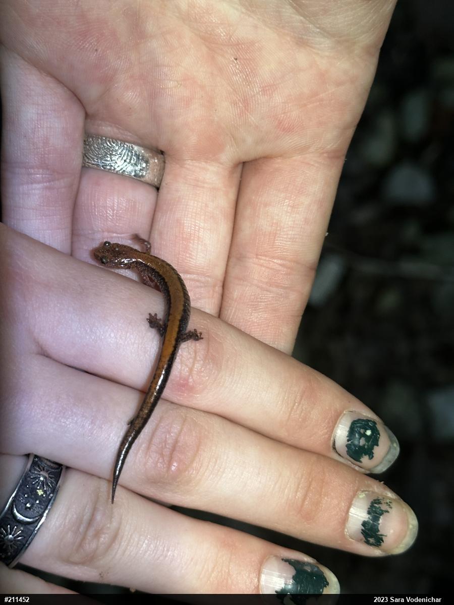 Eastern Red-backed  Salamander