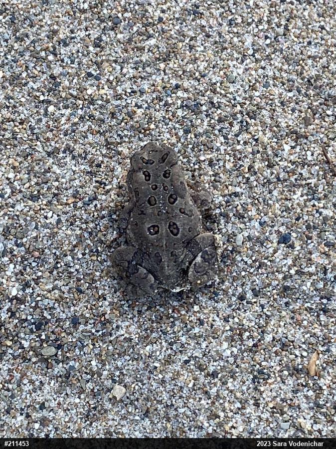 Fowler's Toad