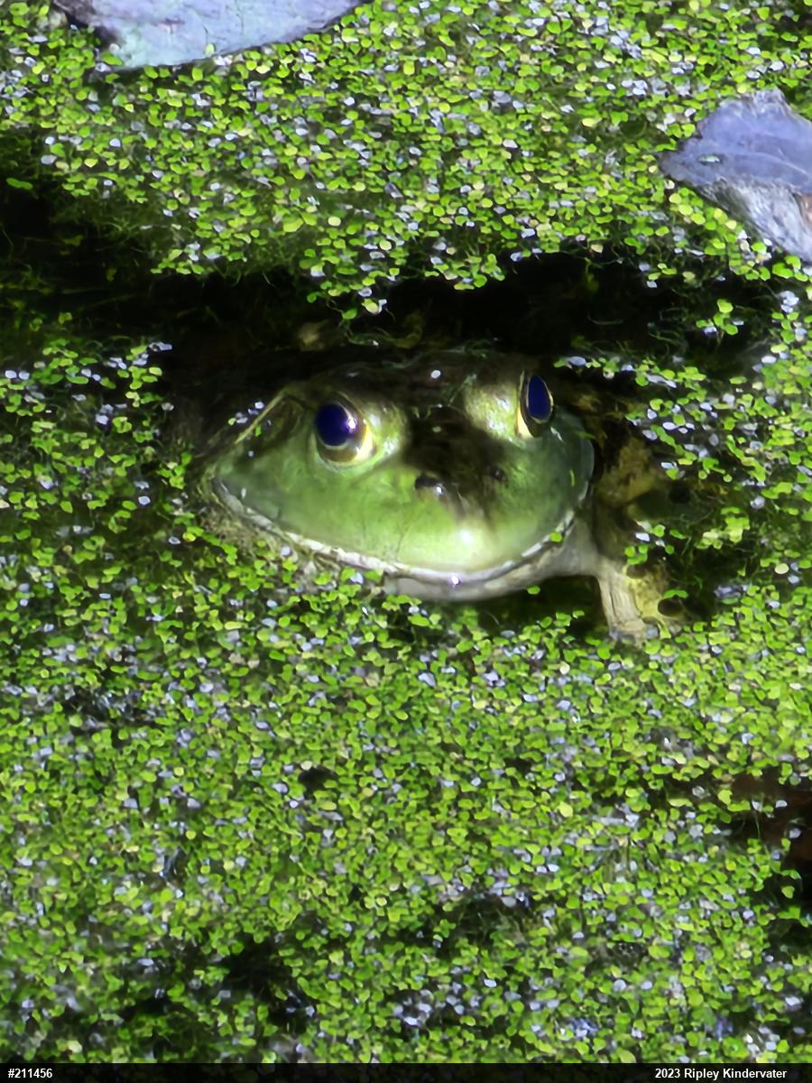 American Bullfrog