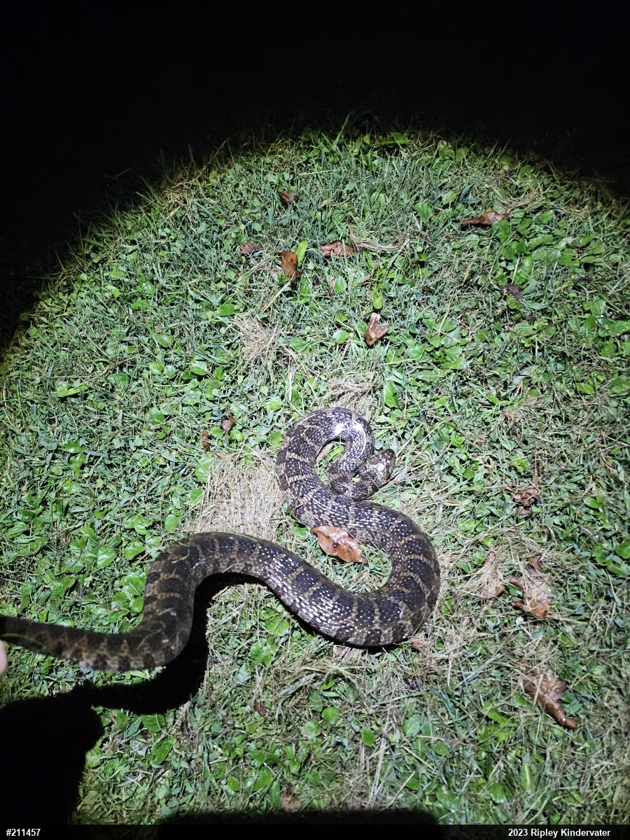 Northern Watersnake