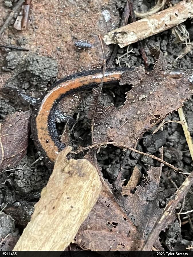 Eastern Red-backed  Salamander