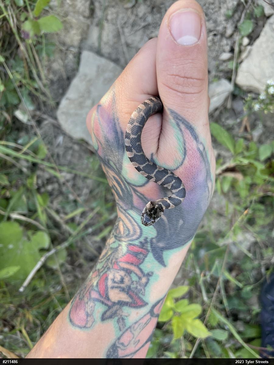 Northern Watersnake