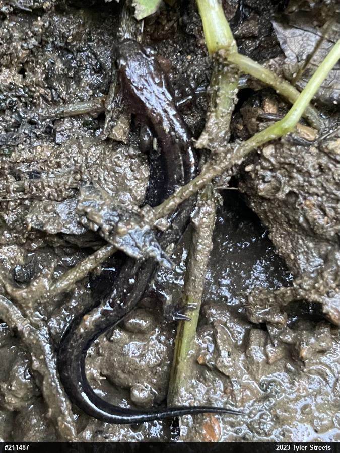 Allegheny Mountain Dusky Salamander