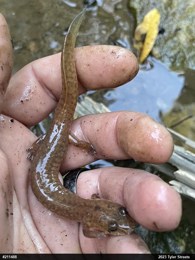 Northern Spring Salamander