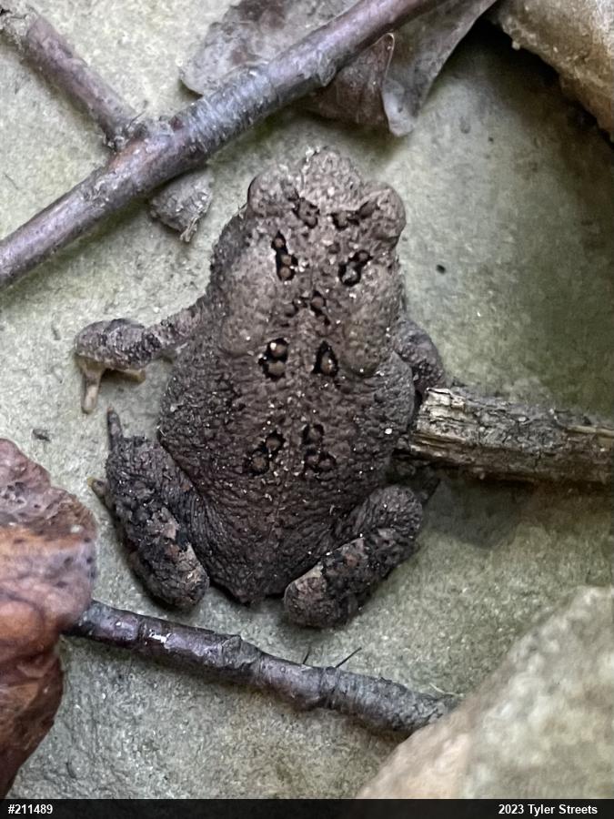 Eastern American Toad