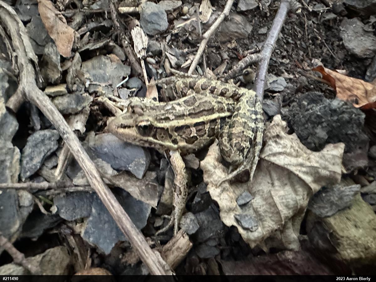 Pickerel Frog