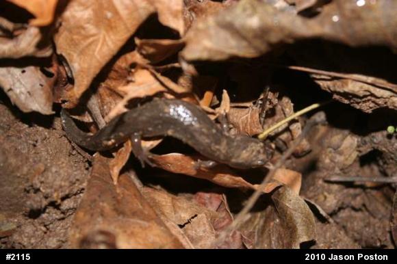 Northern Dusky Salamander