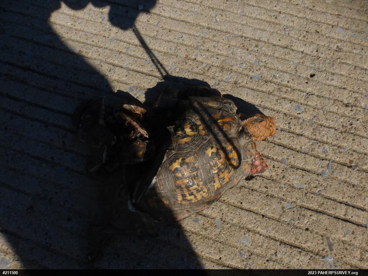 Eastern Box Turtle