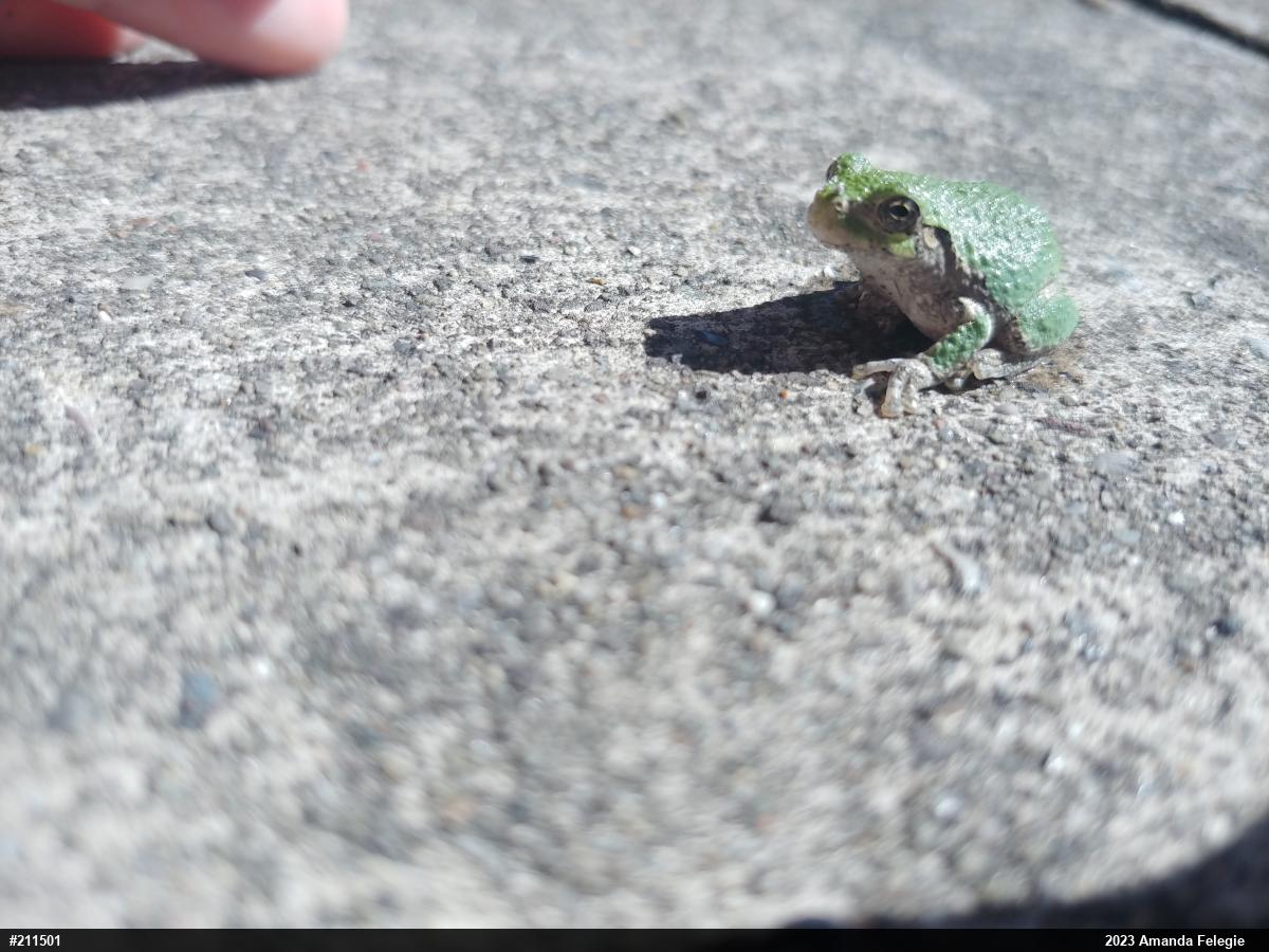 Unknown Gray Treefrog