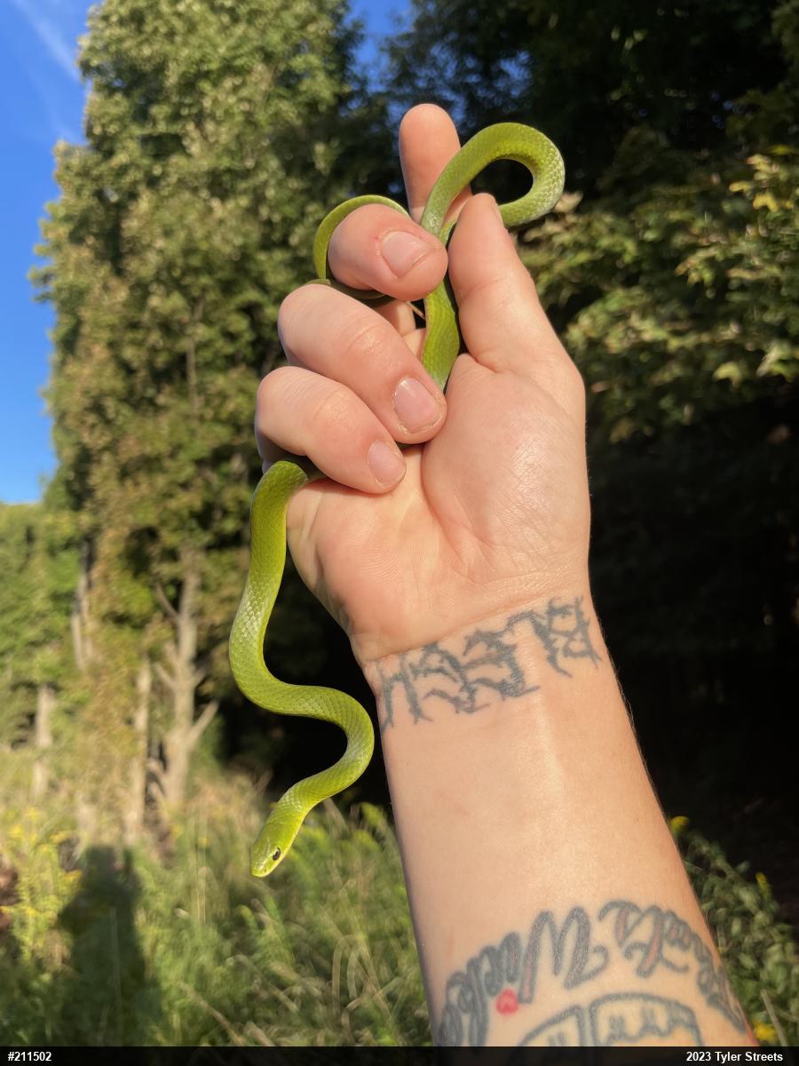 Smooth Greensnake