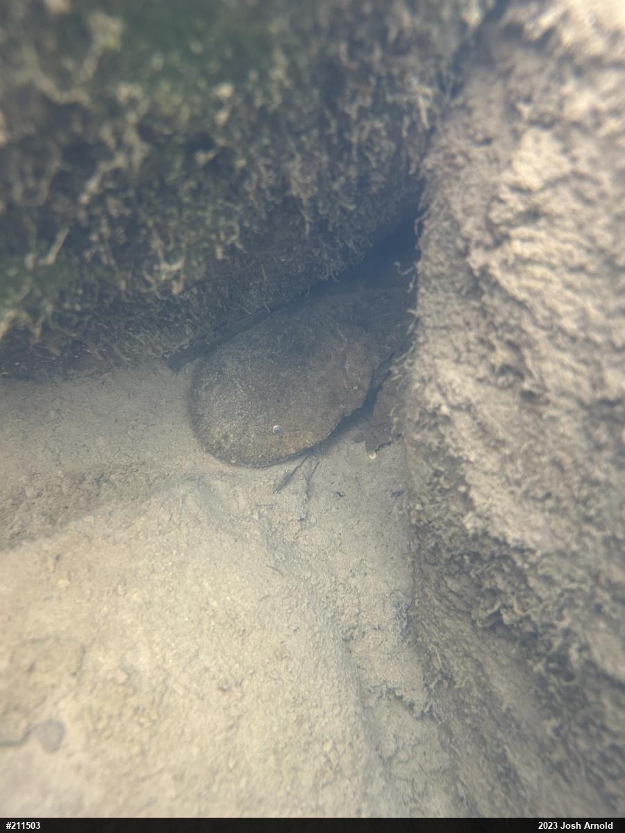Eastern Hellbender