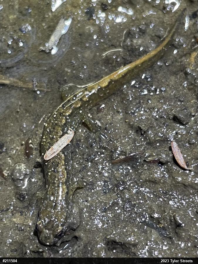 Northern Dusky Salamander