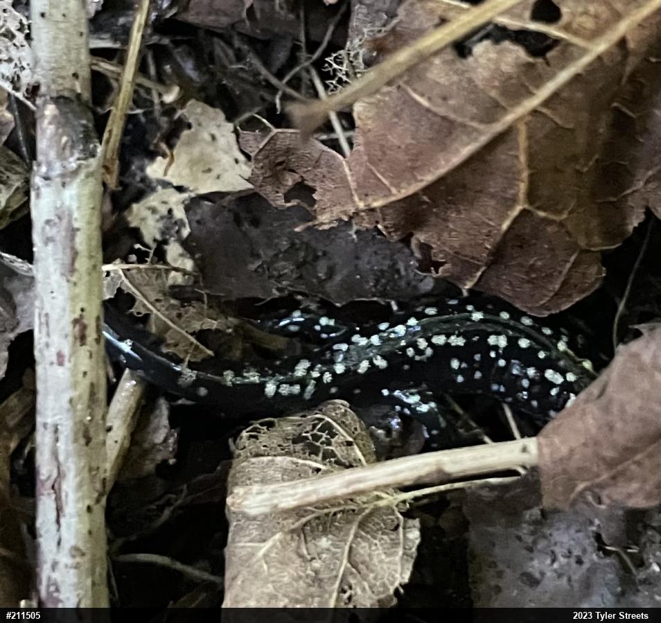Northern Slimy Salamander