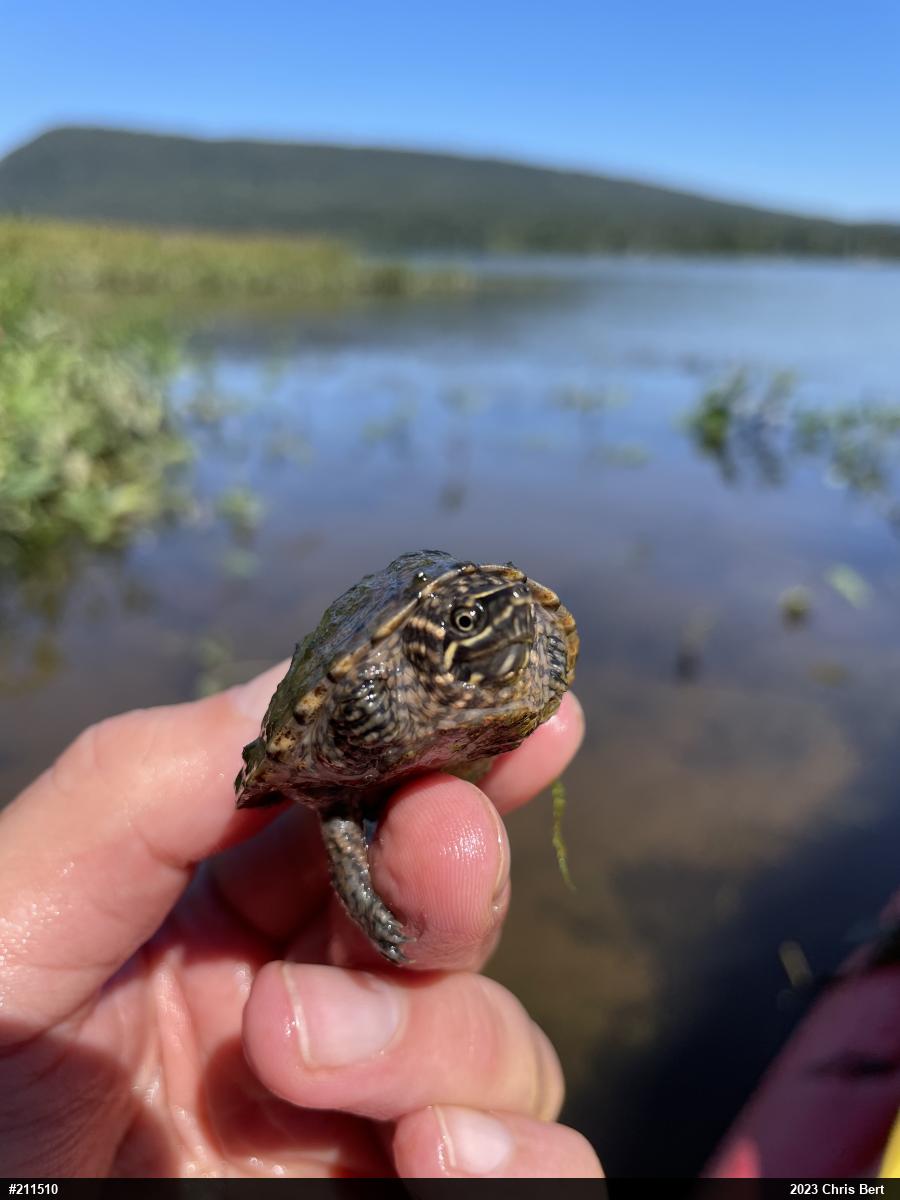 Eastern Musk Turtle