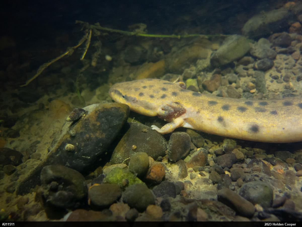 Common Mudpuppy