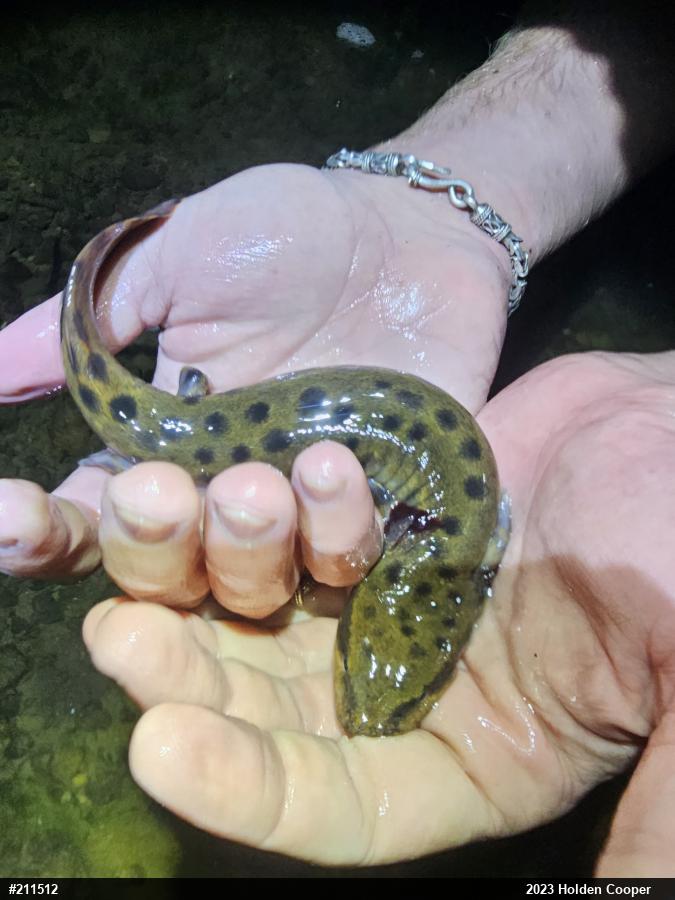 Common Mudpuppy