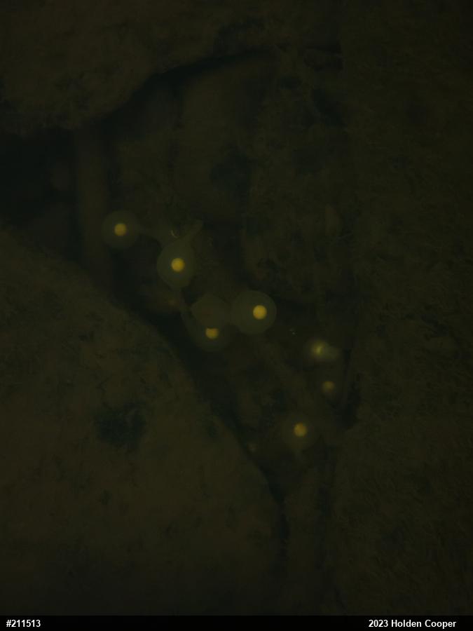 Eastern Hellbender