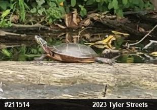 Painted Turtle