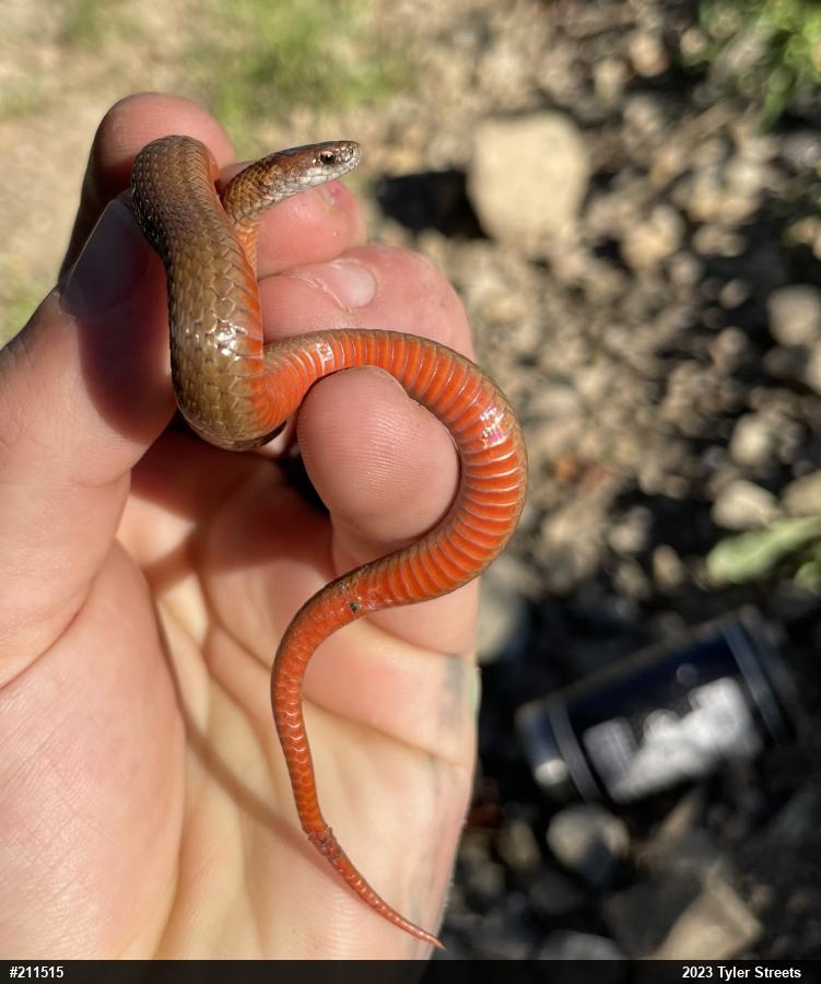 Red-bellied Snake