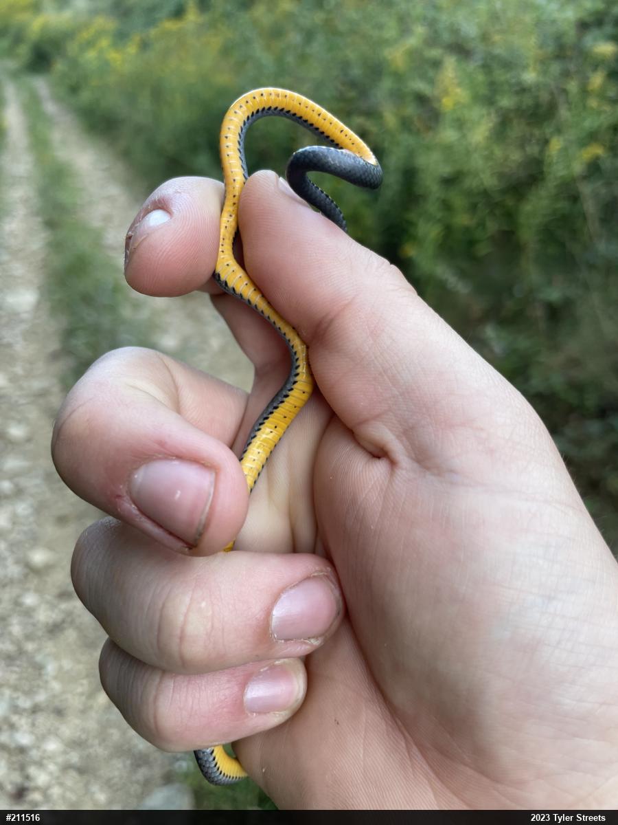 Northern Ring-necked Snake
