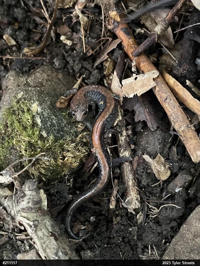 Eastern Red-backed  Salamander