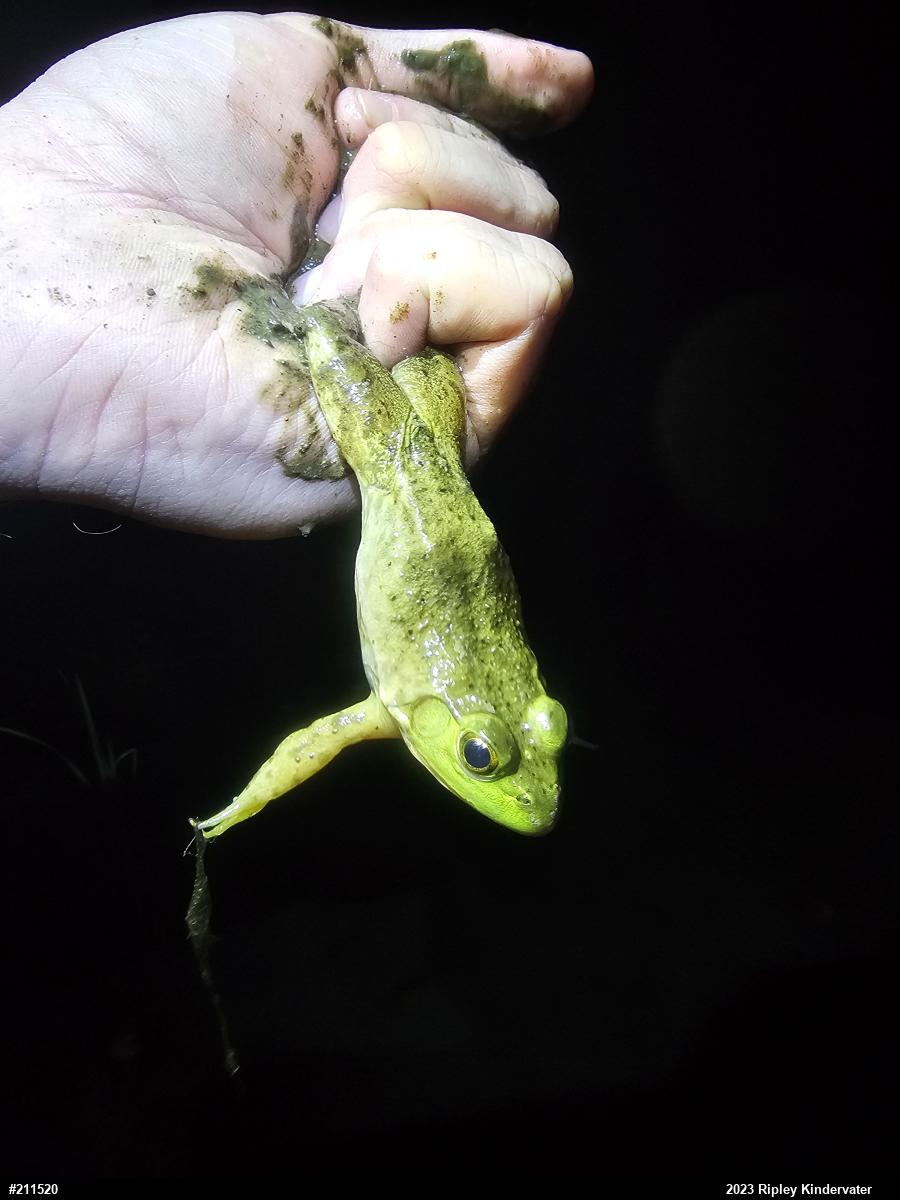 American Bullfrog