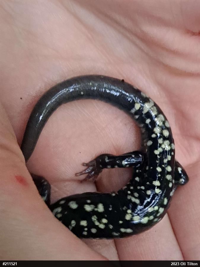 Northern Slimy Salamander