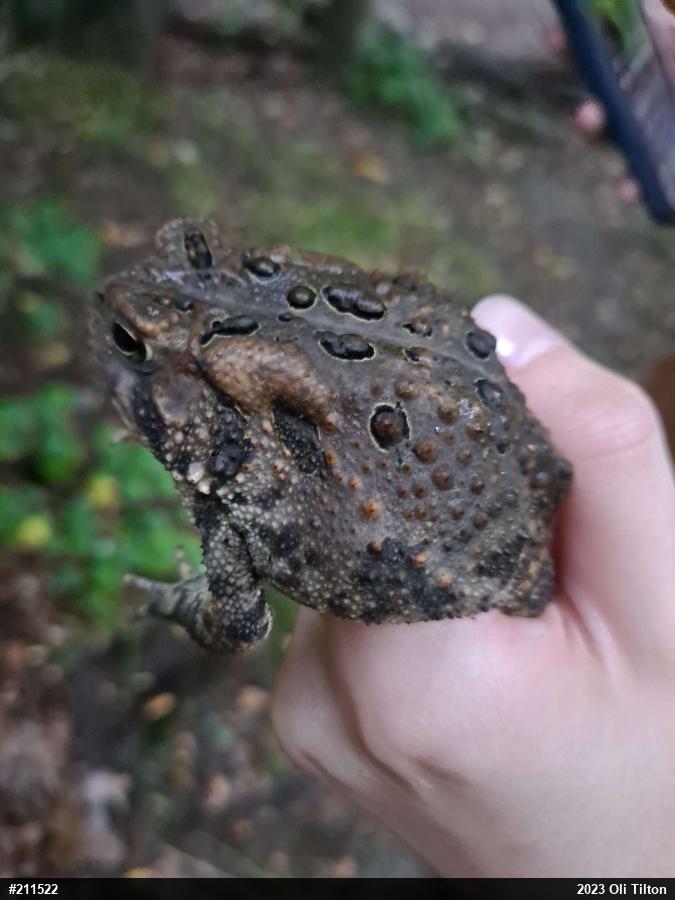 Eastern American Toad