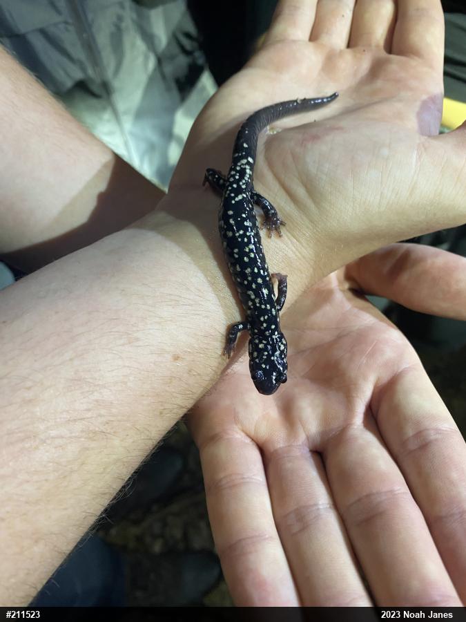Northern Slimy Salamander