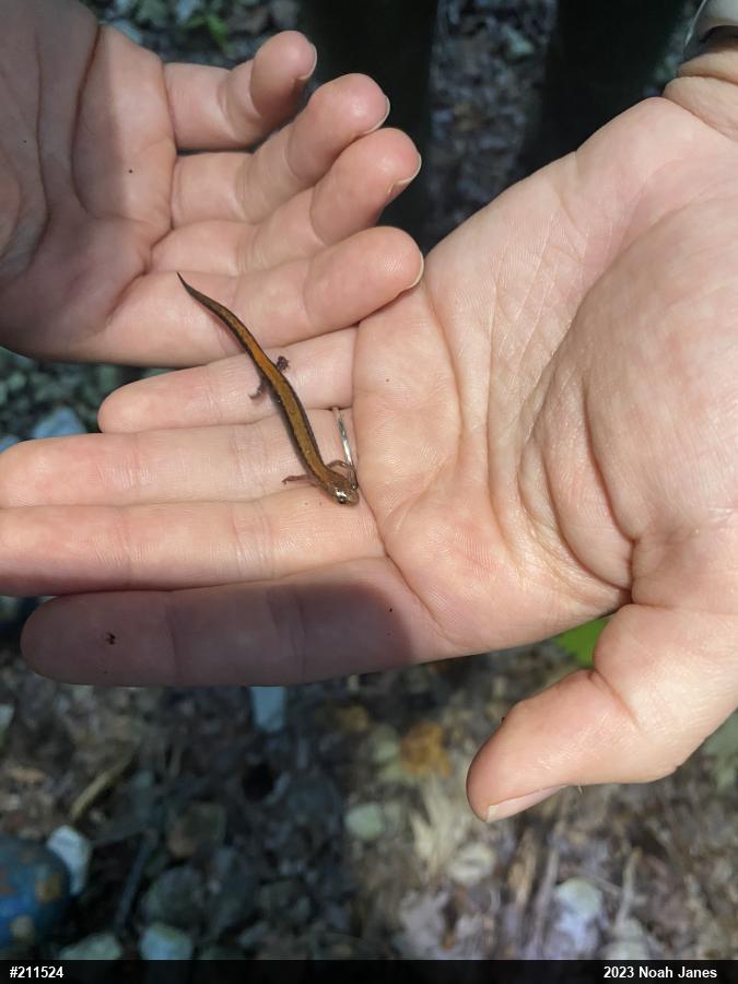 Eastern Red-backed  Salamander