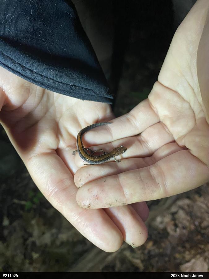 Eastern Red-backed  Salamander