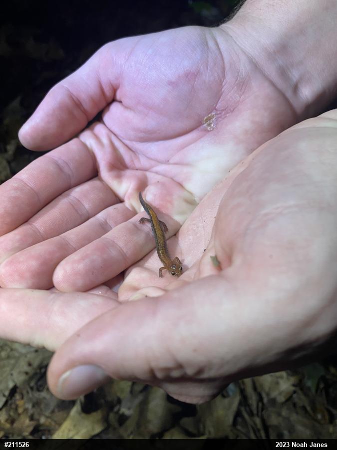 Eastern Red-backed  Salamander