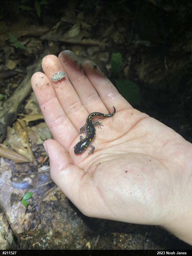 Spotted Salamander
