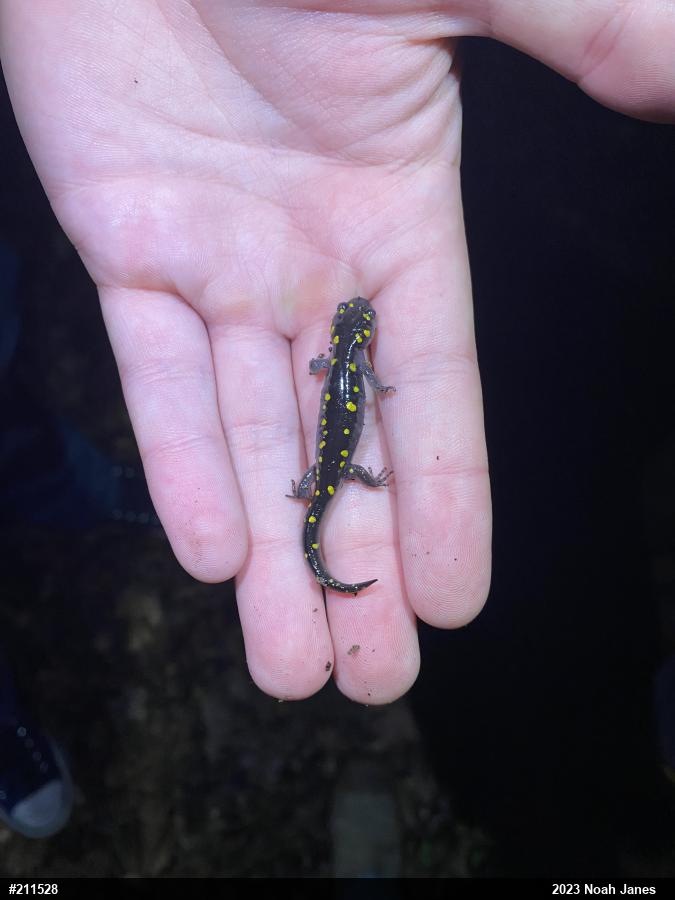 Spotted Salamander