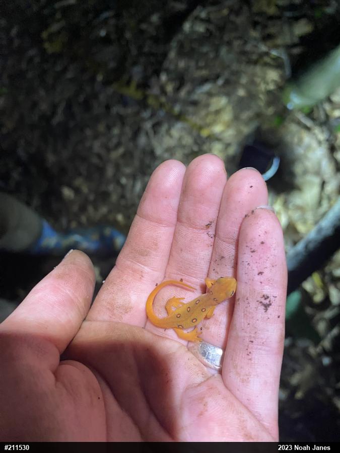 Red-spotted Newt