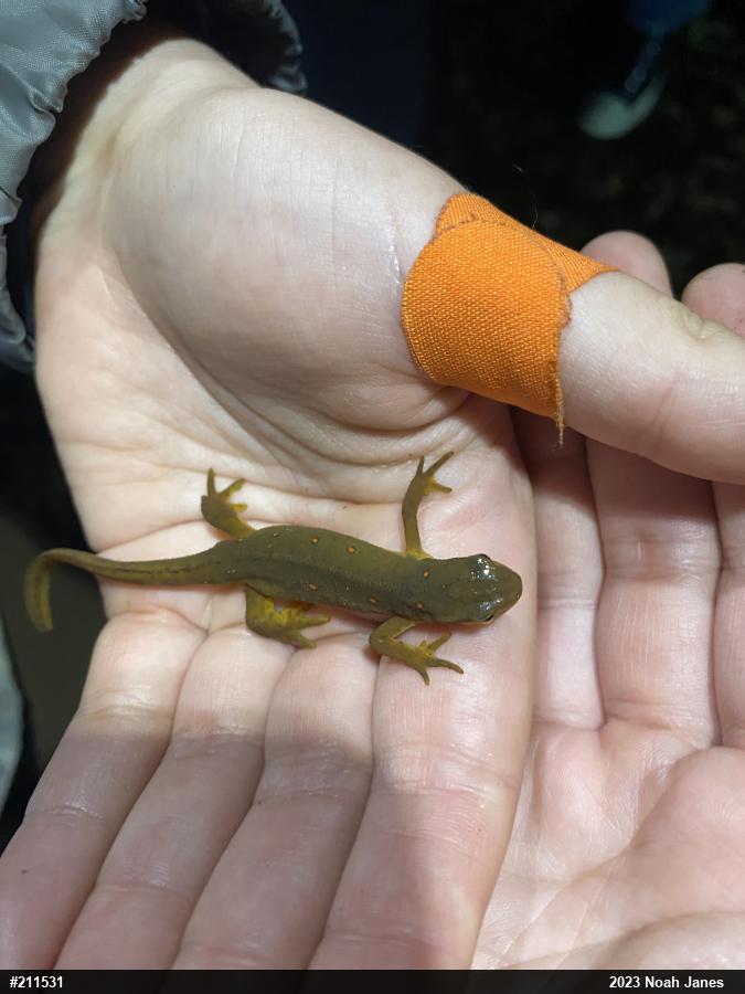 Red-spotted Newt
