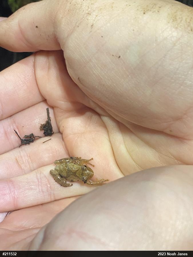 Spring Peeper
