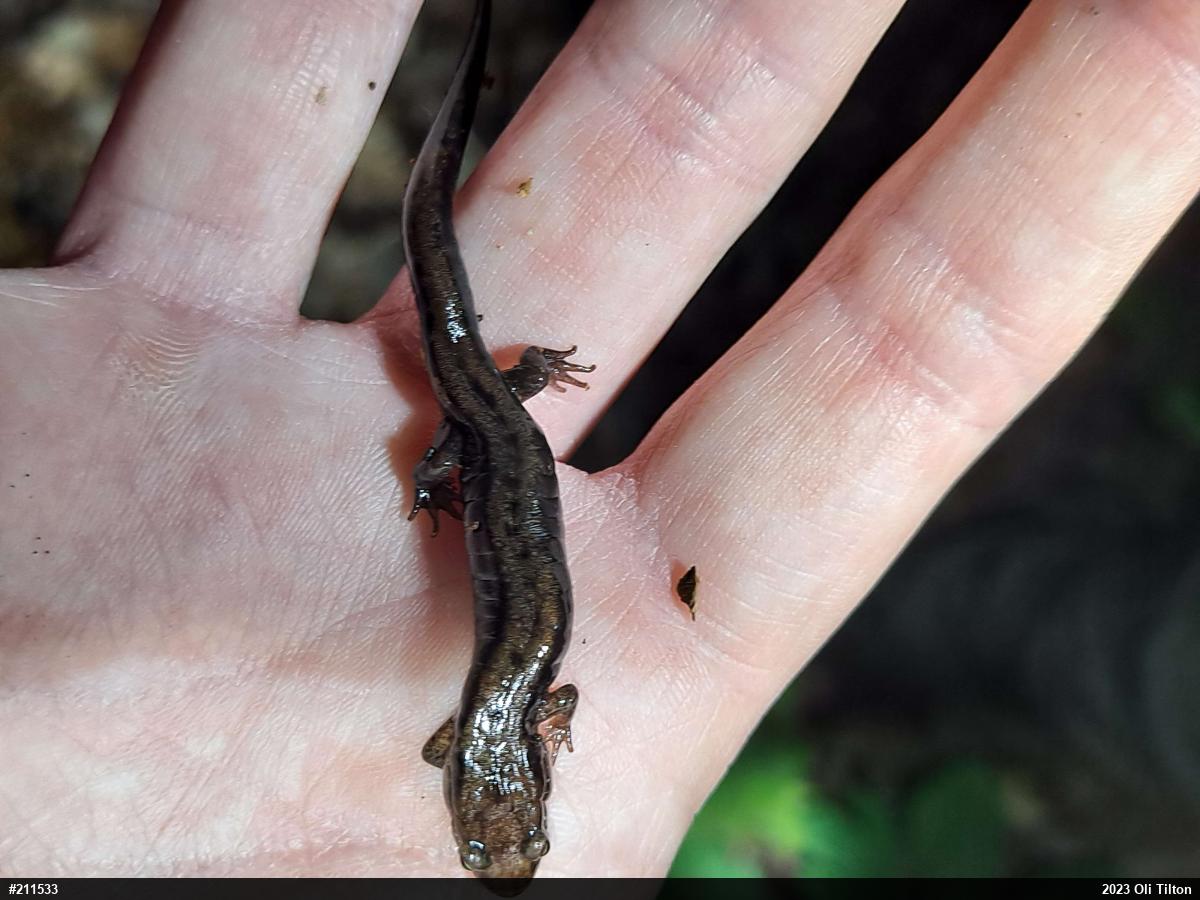 Allegheny Mountain Dusky Salamander
