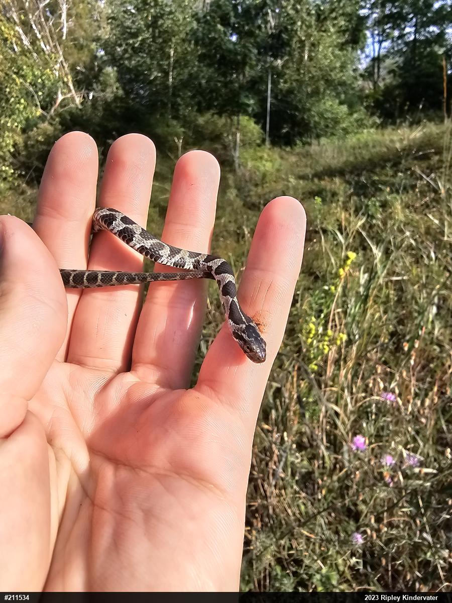 Northern Watersnake