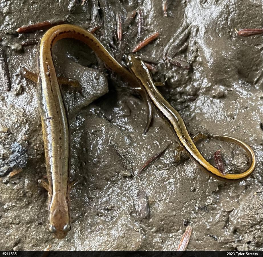 Northern Two-lined Salamander