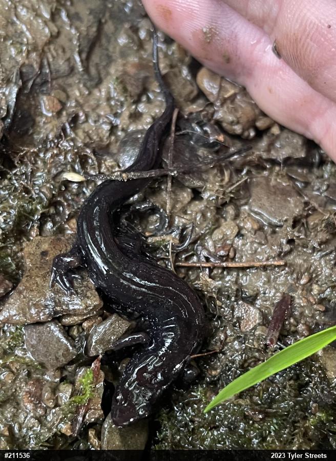 Allegheny Mountain Dusky Salamander