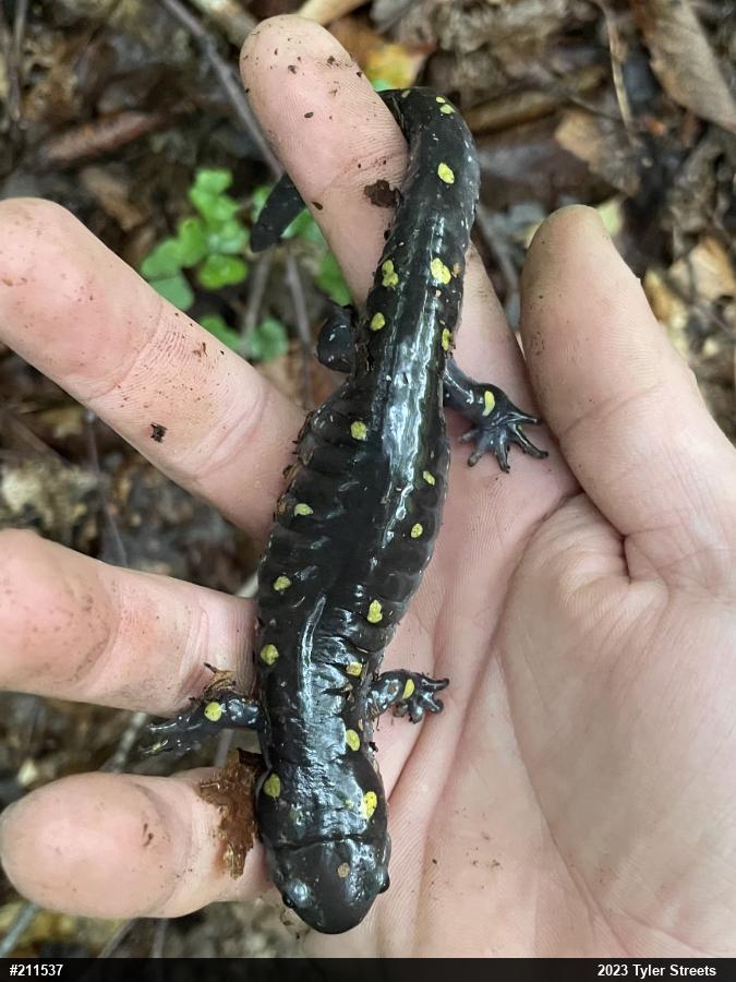 Spotted Salamander