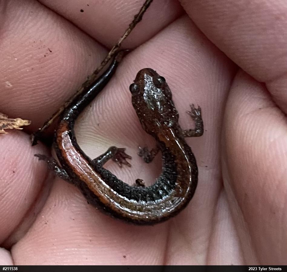 Eastern Red-backed  Salamander