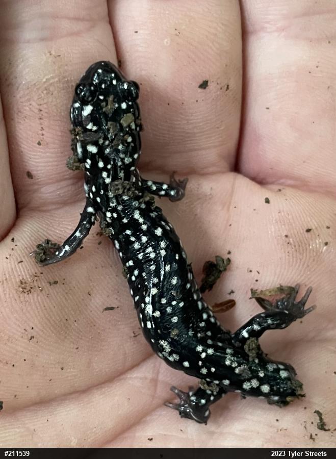 Northern Slimy Salamander