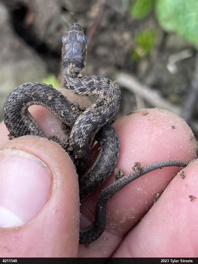 Eastern Gartersnake