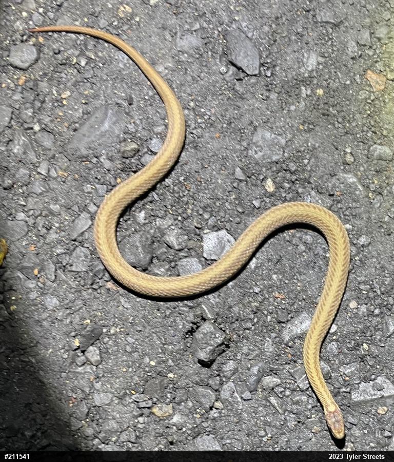 Red-bellied Snake
