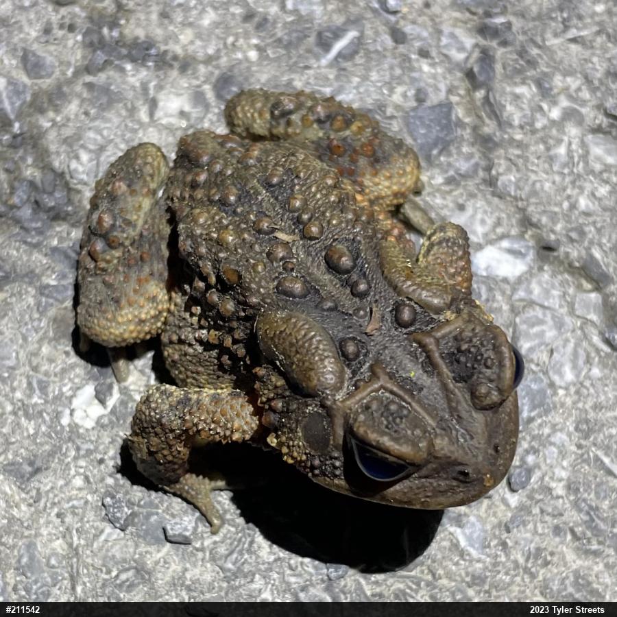 Eastern American Toad